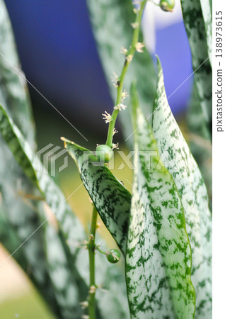 Sansevieria trifasciata Prain, Snake plant or Mother in laws tongue with flower and fruit or seed on the plant or  Snake plant fruit or Sansevieria aubrytiana Carr or Asparagaceae 138973615