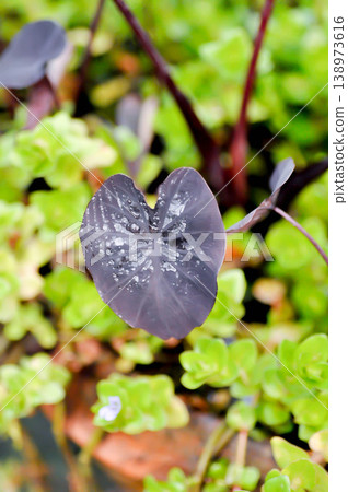 colocasia black ripple , Colocasia or black Colocasiaor black leaves or black plant colocasia black ripple , Colocasia or black Colocasiaor black leaves or black plant 138973616
