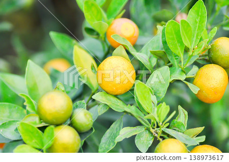 citrus japonica thunb, Citrus madurensis Lour or Citrus microcarpa Bunge or cumquats or kum quat or Kumquats or rutaceae or orange tree or small orange citrus japonica thunb, Citrus madurensis Lour or Citrus microcarpa Bunge or cumquats or kum quat or Kumquats or rutaceae or orange tree or small orange 138973617