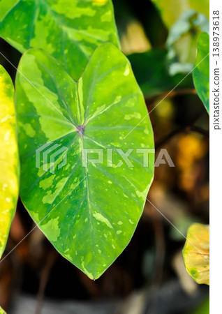 Colocasia Lemon Lime Gecko or Colocasia esculenta, Lemon Lime Gecko or Colocasia plant or bicolor plant Colocasia Lemon Lime Gecko or Colocasia esculenta, Lemon Lime Gecko or Colocasia plant or bicolor plant 138973618