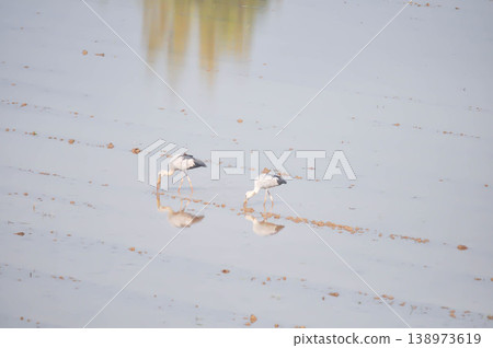 Anastomus oscitans, Asian openbill or Asian Openbill stork or Ciconia boyciana or Oriental stork or bird Anastomus oscitans, Asian openbill or Asian Openbill stork or Ciconia boyciana or Oriental stork or bird 138973619