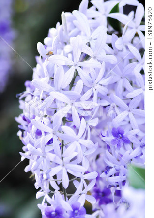 Sandpaper vine, Purple wreath or Queens wreath or purple flower Sandpaper vine, Purple wreath or Queens wreath or purple flower 138973620