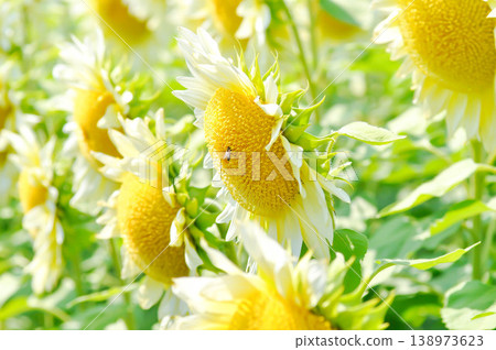 White Sunflower, sunflower or Asteraceae or H annuus or Helianthus annuus L or Helianthus annuus ProCut White Nite or white flower and sky White Sunflower, sunflower or Asteraceae or H annuus or Helianthus annuus L or Helianthus annuus ProCut White Nite or white flower and sky 138973623