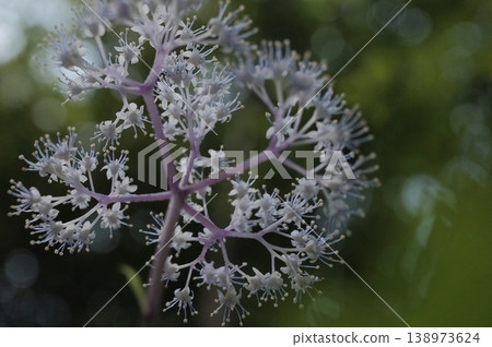 Small hydrangeas blooming in the early summer forest: delicate stamens spreading out and beautiful bokeh. Small hydrangeas blooming in the early summer forest: delicate stamens spreading out and beautiful bokeh. 138973624