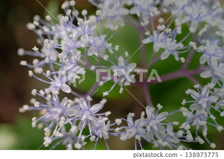 Macro photography of the dwarf hydrangea, a jewel of the early summer forest: the geometric beauty and bokeh created by its delicate stamens. Macro photography of the dwarf hydrangea, a jewel of the early summer forest: the geometric beauty and bokeh created by its delicate stamens. 138973775