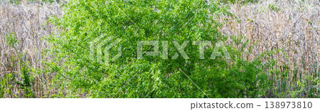 春綠與枯萎的草 138973810