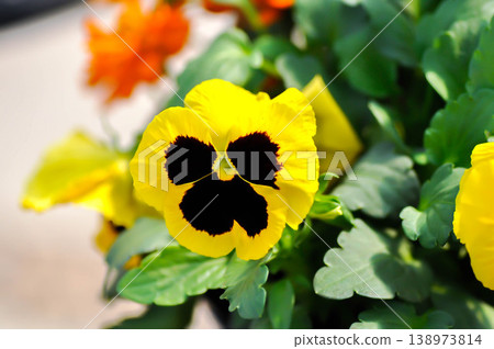 Pansies, Pansy or Viola or Viola cornuta or Viola lutea or Viola x wittrockiana flower or yellow and brown flower 138973814