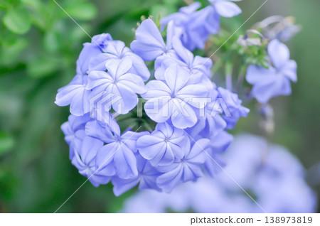 Cape leadwort, PLUMBAGINACEAE or Plumbago auriculata Lam or Sky flower or purple flower Cape leadwort, PLUMBAGINACEAE or Plumbago auriculata Lam or Sky flower or purple flower 138973819