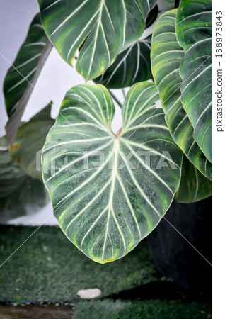 Philodendron gloriosum or Philodendron erubescens K Koch and Augustin, Philodendron or ARACEAE 138973843