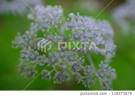 A close-up of a small hydrangea flower blooming in a forest in early summer, with a soft bokeh effect and a cool, pale purple color. A close-up of a small hydrangea flower blooming in a forest in early summer, with a soft bokeh effect and a cool, pale purple color. 138973879