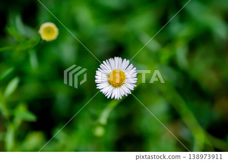 daisy, Daisy Fleabane or Erigeron annuus or Erigeron karvinskianus or Latin American fleabane or Mexican Fleabane or white daisy daisy, Daisy Fleabane or Erigeron annuus or Erigeron karvinskianus or Latin American fleabane or Mexican Fleabane or white daisy 138973911