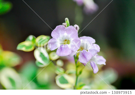Asystasia gangetica or Asystasia gangetica St Johns or Ganges Primrose, Ganges River asystacia or Chinese violet or purple flower Asystasia gangetica or Asystasia gangetica St Johns or Ganges Primrose, Ganges River asystacia or Chinese violet or purple flower 138973915