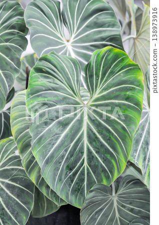 Philodendron gloriosum or Philodendron erubescens K Koch and Augustin, Philodendron or ARACEAE Philodendron gloriosum or Philodendron erubescens K Koch and Augustin, Philodendron or ARACEAE 138973916