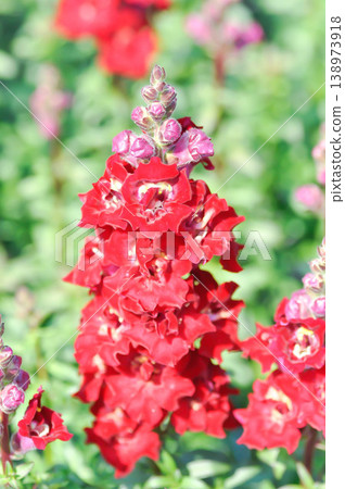 Antirrhinum majus, Antirrhinum majus Doubleshot Crimson Red or Plantaginaceae or Snapdragon or red flower 138973918