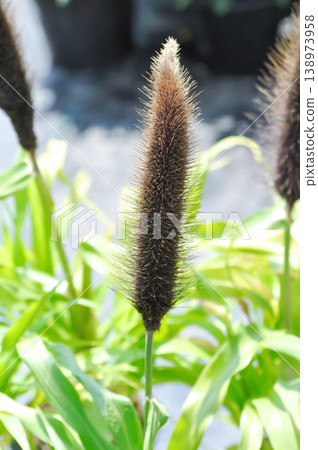 Majesty Millet, millet grass or pearl millet or Pennisetum glauca Purple Baron or Pennisetum glaucum Majesty Millet, millet grass or pearl millet or Pennisetum glauca Purple Baron or Pennisetum glaucum 138973958