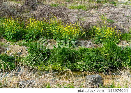 Mustard greens bloom by the riverbank Mustard greens bloom by the riverbank 138974064