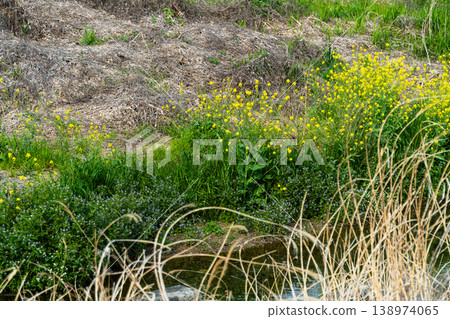河岸邊芥菜花盛開 河岸邊芥菜花盛開 138974065
