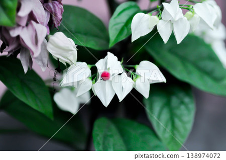 Bleeding heart vine or Clerodendrum thomsoniae Balf or Bag flower or LAMIACEAE or white flower Bleeding heart vine or Clerodendrum thomsoniae Balf or Bag flower or LAMIACEAE or white flower 138974072