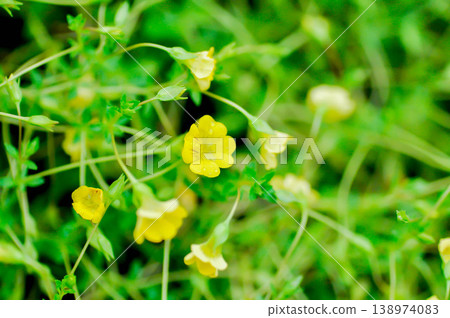 Gold Dust Mecardonia, Mecardonia Gold Dust or Mecardonia procumbens Mill Small or Plantaginaceae or yellow flower Gold Dust Mecardonia, Mecardonia Gold Dust or Mecardonia procumbens Mill Small or Plantaginaceae or yellow flower 138974083