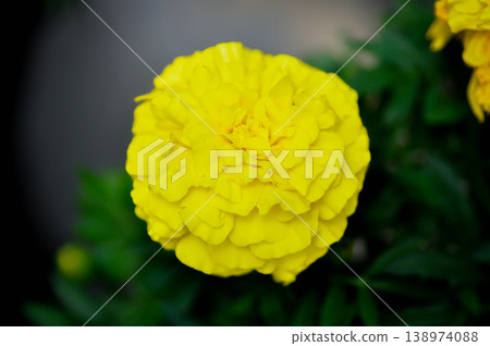 marigold or calendula flower , Tagetes erecta L or Compositae or African Marigold or yellow flower marigold or calendula flower , Tagetes erecta L or Compositae or African Marigold or yellow flower 138974088