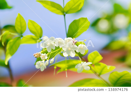 Wrightia religiosa ,APOCYNACEAE with white flower 138974176