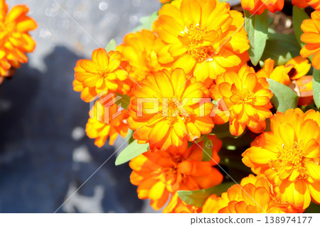 Zinnia or Zinnia angustifolia,Zinnia angustifolia Kunth or Asteraceae or orange flower Zinnia or Zinnia angustifolia,Zinnia angustifolia Kunth or Asteraceae or orange flower 138974177