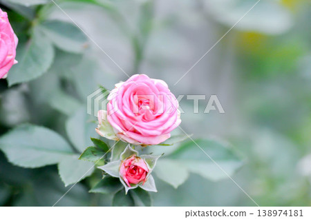 pink rose or Garden roses , zaide rose or William Christie Rose or Mary Rose or Rosa damascena Mill or Rose or Damask rose or Rosaceae or pink flower pink rose or Garden roses , zaide rose or William Christie Rose or Mary Rose or Rosa damascena Mill or Rose or Damask rose or Rosaceae or pink flower 138974181