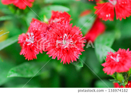 Dianthus chinensis or Caryophyllaceae or Dianthus chinensis L or red flower 138974182