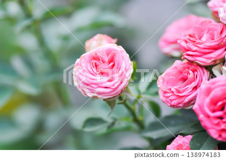 pink rose or Garden roses , zaide rose or William Christie Rose or Mary Rose or Rosa damascena Mill or Rose or Damask rose or Rosaceae or pink flower pink rose or Garden roses , zaide rose or William Christie Rose or Mary Rose or Rosa damascena Mill or Rose or Damask rose or Rosaceae or pink flower 138974183