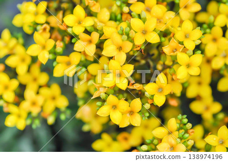 Kalanchoe blossfeldiana Poelln, Kalanchoe blossfeldiana or Flaming Katy or Kalanchoe or CRASSULACEAE or yellow flower 138974196