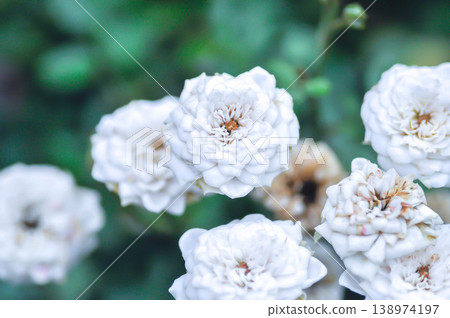 white rose or Garden roses , zaide rose or William Christie Rose or Mary Rose or Rosa damascena Mill or Rose or Damask rose or Rosaceae or white flower 138974197