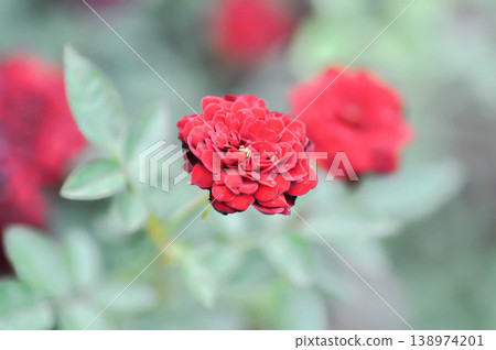 red rose or Garden roses , zaide rose or William Christie Rose or Mary Rose or Rosa damascena Mill or Rose or Damask rose or Rosaceae or red flower 138974201