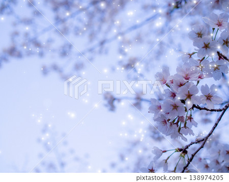 櫻花盛開,彷彿燃燒一般 櫻花盛開,彷彿燃燒一般 138974205