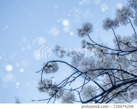 櫻花盛開,彷彿燃燒一般 櫻花盛開,彷彿燃燒一般 138974206