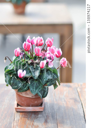 Cyclamen persicum, Florists Cyclamen or Cyclamen , Cyclamen persicum Mill or Primulaceae or pink and white flower or pink flower Cyclamen persicum, Florists Cyclamen or Cyclamen , Cyclamen persicum Mill or Primulaceae or pink and white flower or pink flower 138974217