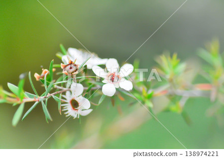 Astartea affinis, Broom tea tree or Chamelaucium uncinatum or Leptospermum scoparium or manuka flower or Myrtaceae or New Zealand manuka or Tea tree or west coast astartea flower Astartea affinis, Broom tea tree or Chamelaucium uncinatum or Leptospermum scoparium or manuka flower or Myrtaceae or New Zealand manuka or Tea tree or west coast astartea flower 138974221