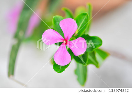 Catharanthus roseus G Don ,APOCYNACEAE or Madagascar periwinkle or Vinca or Old maid or pink flower Catharanthus roseus G Don ,APOCYNACEAE or Madagascar periwinkle or Vinca or Old maid or pink flower 138974222