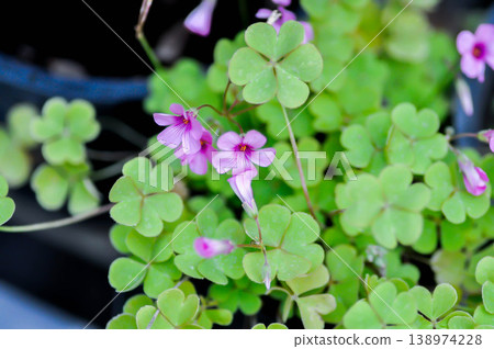 Oxalis, Oxalidaceae or Oxalis articulata or Oxalis corymbosa DC or Oxalis crassipes Rosea or  Oxalis debilis or Pink sorrel or Wood Sorrel or purple flower 138974228