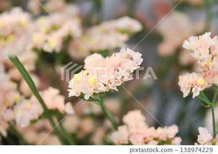 Statice or Limonium spp, Limonium spp vp or pink statice or Plumbaginaceae or Sea Lavender or pink flower 138974229