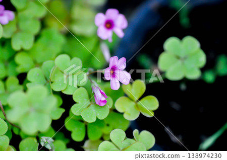 Oxalis, Oxalidaceae or Oxalis articulata or Oxalis corymbosa DC or Oxalis crassipes Rosea or  Oxalis debilis or Pink sorrel or Wood Sorrel or purple flower 138974230
