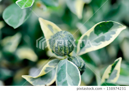 Variegated Calamondin , Variegated Kumquat or citrus japonica thunb, Citrus madurensis Lour or Citrus microcarpa Bunge or cumquats or kum quat or Kumquats or rutaceae or orange tree or small orange Variegated Calamondin , Variegated Kumquat or citrus japonica thunb, Citrus madurensis Lour or Citrus microcarpa Bunge or cumquats or kum quat or Kumquats or rutaceae or orange tree or small orange 138974231