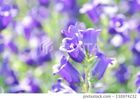 Campanula Campana Lilac or Campanula medium Campana purple or Bellflower or Campanula medium Champion or Campanulaceae or Canterbury Bells or purple flower Campanula Campana Lilac or Campanula medium Campana purple or Bellflower or Campanula medium Champion or Campanulaceae or Canterbury Bells or purple flower 138974232