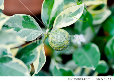 Variegated Calamondin , Variegated Kumquat or citrus japonica thunb, Citrus madurensis Lour or Citrus microcarpa Bunge or cumquats or kum quat or Kumquats or rutaceae or orange tree or small orange Variegated Calamondin , Variegated Kumquat or citrus japonica thunb, Citrus madurensis Lour or Citrus microcarpa Bunge or cumquats or kum quat or Kumquats or rutaceae or orange tree or small orange 138974233