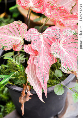 Caladium bicolor ,Araceae or Caladium or Fancy leaf Caladium or Angel Wings or pink leaf or pink plant Caladium bicolor ,Araceae or Caladium or Fancy leaf Caladium or Angel Wings or pink leaf or pink plant 138974234