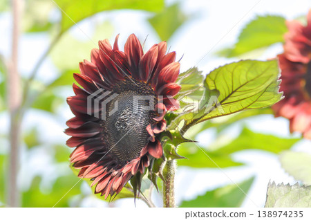 red flower or Floristan Helianthus annuus or Helianthus annuus or Red Sunflower Floristan or Velvet Queen Sunflower or Sunflower or Asteraceae, Common Sunflower 138974235
