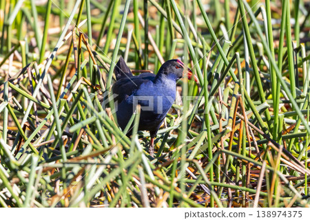An Australasian Swamphen walking through thick grass on a sunny day An Australasian Swamphen walking through thick grass on a sunny day 138974375
