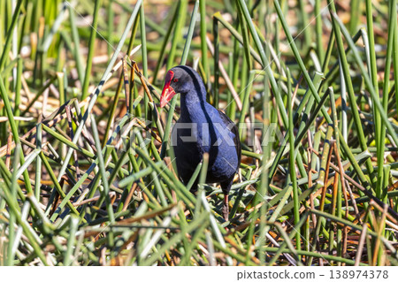 An Australasian Swamphen walking through thick grass on a sunny day An Australasian Swamphen walking through thick grass on a sunny day 138974378