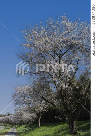 Cherry blossoms in full bloom and copy space of blue sky Cherry blossoms in full bloom and copy space of blue sky 138974380
