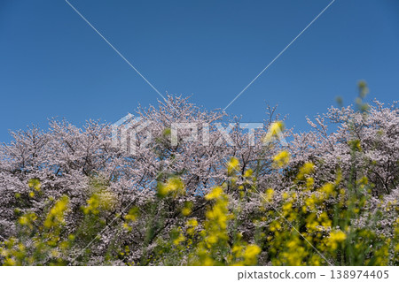 Cherry blossoms in full bloom and copy space of blue sky Cherry blossoms in full bloom and copy space of blue sky 138974405