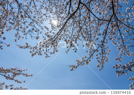 Cherry blossoms in full bloom and copy space of blue sky Cherry blossoms in full bloom and copy space of blue sky 138974410